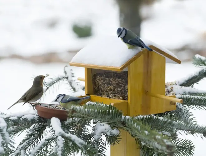 Winter Bird Feeder