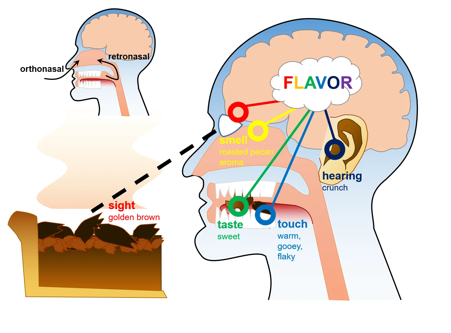 Psychology of Flavor