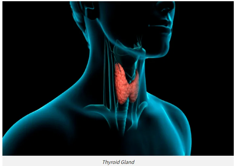 Thyroid Gland