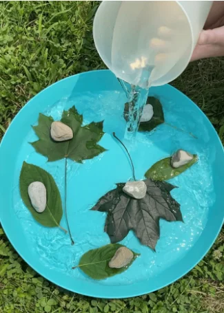 Exploring Photosynthesis