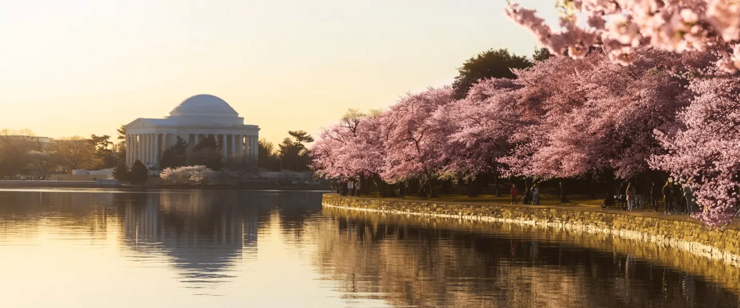 The National Cherry Blossom Festival