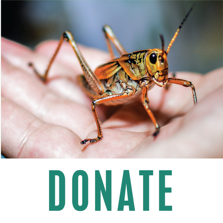 Insectopedia