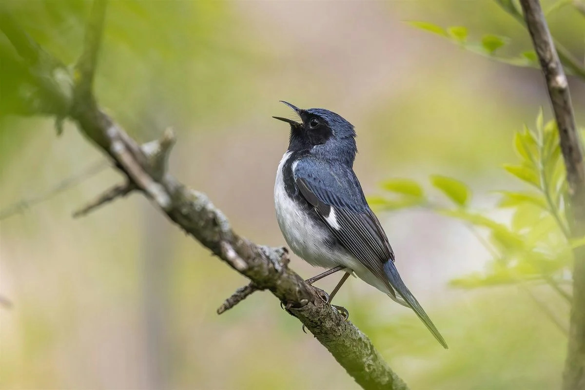 The Harmony of Bird
