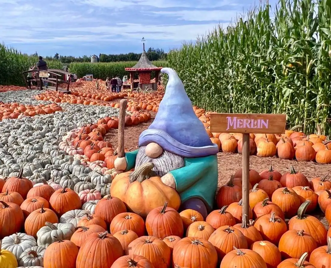 Applebarn Pumpkin Farm Taves Farms