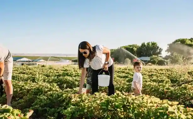 Local Farms and U-Pick Opportunities: A Taste of the Countryside