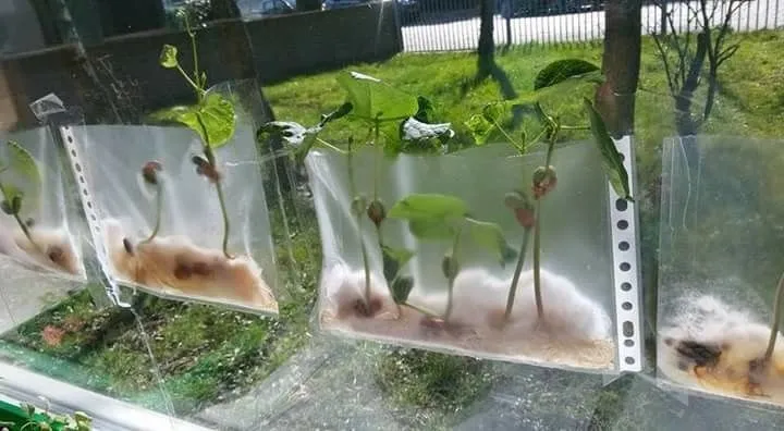 Grow A Bean Rainbow Garden